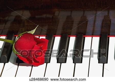 Rose on piano View Large Photo Image Stock Image - Rose on piano. Fotosearch