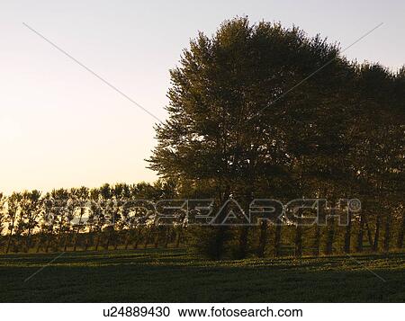 Row of trees View Large Photo Image Stock Image - Row of trees. Fotosearch