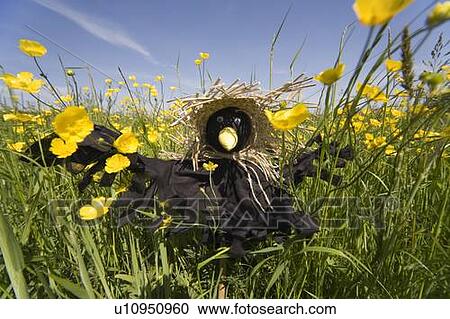 Stock Image - Scarecrow In A Field Of Buttercups. Fotosearch