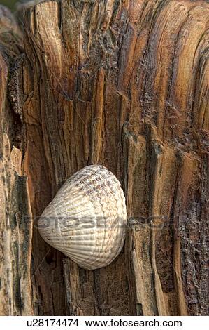 Sea shell on driftwood View Large Photo Image Picture - Sea shell on driftwood. Fotosearch
