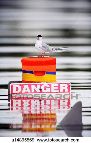 Seagull on buoy with danger sign with shark fin passing by View Large Photo Image Stock Photo - Seagull on buoy with danger sign with shark fin passing by. Fotosearch