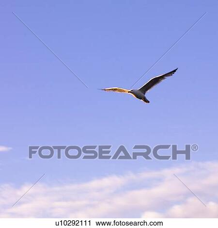 Stock Image - Seagull soaring through the air. Fotosearch
