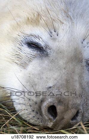 Seal sleeping View Large Photo Image Stock Image - Seal sleeping. Fotosearch