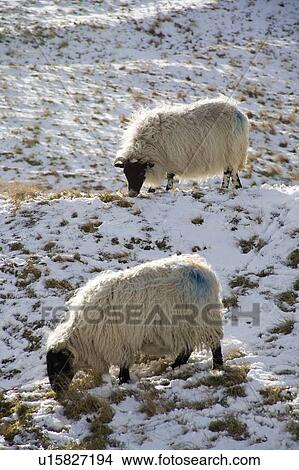 Picture - Sheep in field of snow. Fotosearch