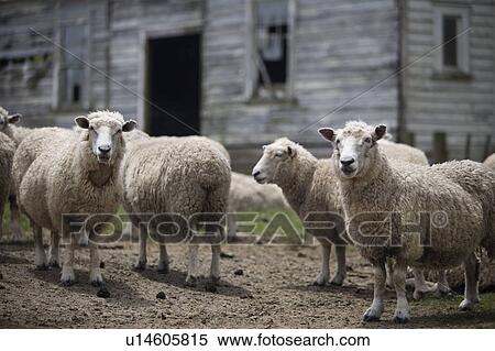 Stock Photography - Sheep in front of old building. Fotosearch