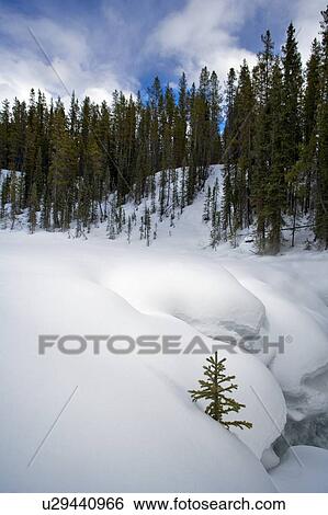 Snow covered ground with trees View Large Photo Image Stock Photograph - Snow covered ground with trees. Fotosearch