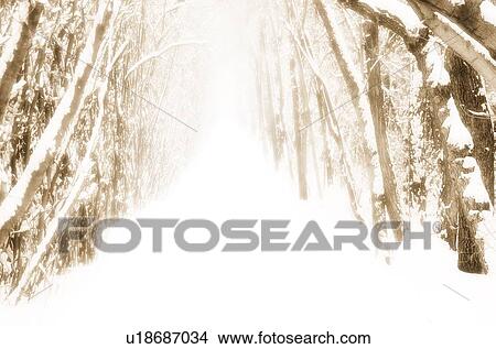 Snow-covered path in forest View Large Photo Image Picture - Snow-covered path in forest. Fotosearch