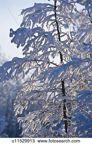 Stock Image - Snow covered tree. Fotosearch