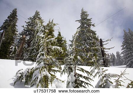 Snow covered trees View Large Photo Image Stock Photo - Snow covered trees. Fotosearch
