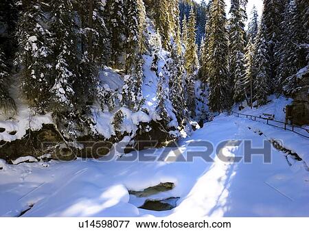 Snowy forest View Large Photo Image Stock Photo - Snowy forest. Fotosearch