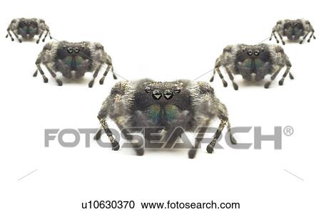 Spiders View Large Photo Image Stock Image - Spiders. Fotosearch