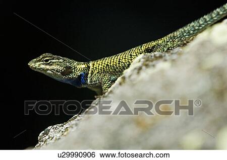 Spiny lizard (Sceloporus) View Large Photo Image Stock Photograph - Spiny lizard (Sceloporus). Fotosearch