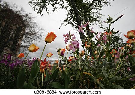 Picture - Spring flowers. Fotosearch