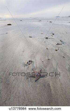 Picture - Starfish on beach. Fotosearch