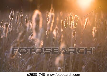 Stock Photo - Sun shining on cat tails. Fotosearch