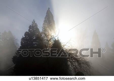 Sun shining through trees and fog, Willamette Valley, Oregon, USA View Large Photo Image Stock Photo - Sun shining through trees and fog, Willamette Valley, Oregon, USA. Fotosearch