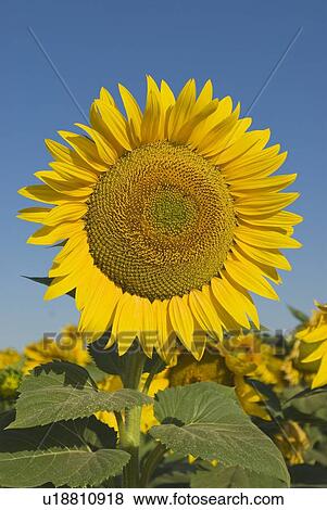 Stock Photo - Sunflower. Fotosearch