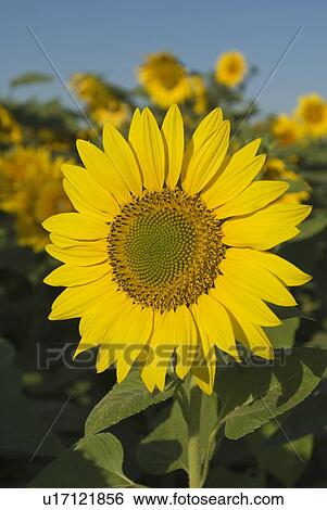 Sunflower View Large Photo Image Stock Photograph - Sunflower. Fotosearch