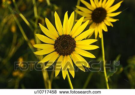 Sunflowers View Large Photo Image Stock Photo - Sunflowers. Fotosearch