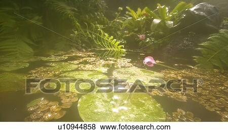Sunlit pond with water lily View Large Photo Image Stock Photo - Sunlit pond with water lily. Fotosearch