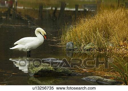 Swan in Central Park View Large Photo Image Stock Photography - Swan in Central Park. Fotosearch