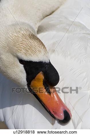 Stock Photo - Swan. Fotosearch