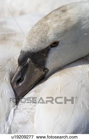 Swan View Large Photo Image Stock Photo - Swan. Fotosearch