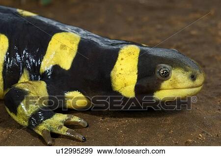 Stock Photo - Texas barred tiger salamander (Ambystoma mavortium). Fotosearch