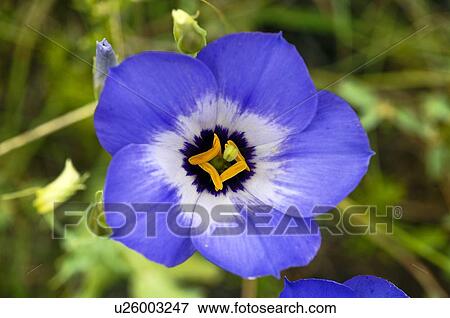 Texas bluebell flower View Large Photo Image Stock Photo - Texas bluebell flower. Fotosearch