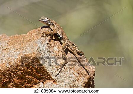 Picture - Texas earless lizard(Cophosaurus texanus texanus). Fotosearch