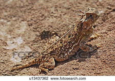 Stock Image - Texas horned lizard, (Phrynosoma Cornutum), Texas, USA. Fotosearch