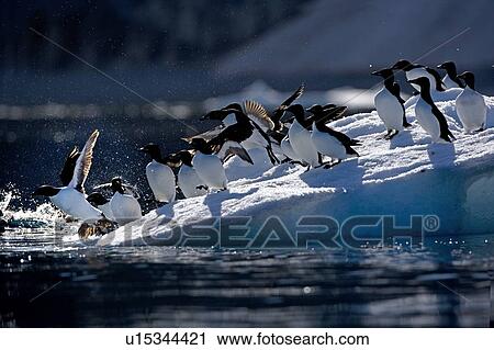 Thick-billed Murre (Uria lomvia) View Large Photo Image Stock Image - Thick-billed Murre (Uria lomvia). Fotosearch