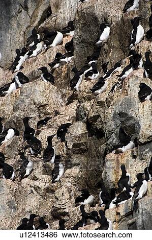 Stock Photograph - Thick-billed Murre (Uria lomvia). Fotosearch