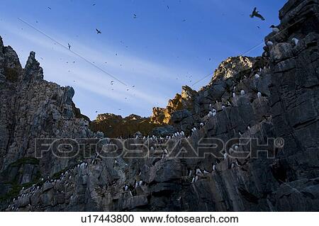 Thick-billed Murres (Uria lomvia) bird colony, Coburg Island, Nunavut, Canada View Large Photo Image Stock Image - Thick-billed Murres (Uria lomvia) bird colony, Coburg Island, Nunavut, Canada. Fotosearch