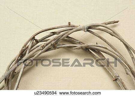 Thorns arranged in circular shape View Large Photo Image Picture - Thorns arranged in circular shape. Fotosearch