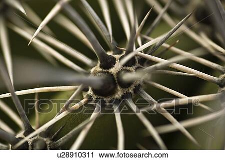 Thorns on a cactus View Large Photo Image Stock Image - Thorns on a cactus. Fotosearch
