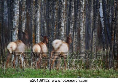Three elk running in a forest View Large Photo Image Stock Image - Three elk running in a forest. Fotosearch