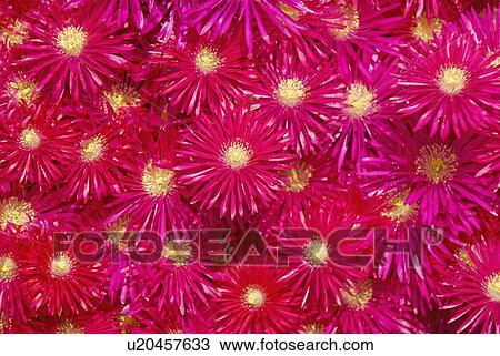 Trailing Ice Plant (Lampranthus spectabilis) View Large Photo Image Stock Image - Trailing Ice Plant (Lampranthus spectabilis). Fotosearch