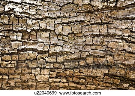 Tree bark View Large Photo Image Stock Photo - Tree bark. Fotosearch
