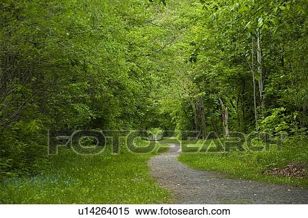 Tree Lined Path View Large Photo Image Stock Photography - Tree Lined Path. Fotosearch