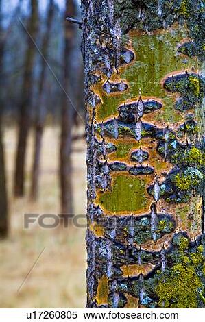 Stock Photography - Tree trunk. Fotosearch