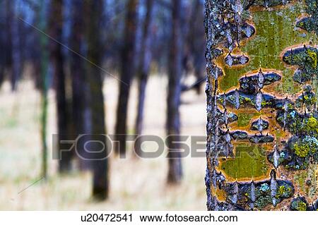 Tree trunk with bare trees in the distance View Large Photo Image Stock Image - Tree trunk with bare trees in the distance. Fotosearch