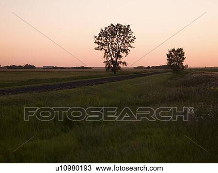 Stock Image - Trees in a field, Manitoba, Canada. Fotosearch