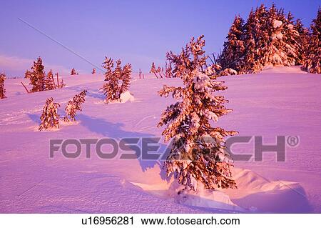 Trees in winter, Mount Hood, Oregon, USA View Large Photo Image Stock Image - Trees in winter, Mount Hood, Oregon, USA. Fotosearch