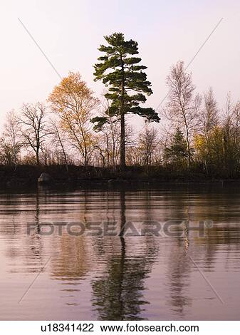 Trees reflected in a lake View Large Photo Image Stock Image - Trees reflected in a lake. Fotosearch