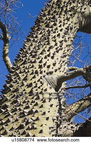 Picture - Trunk of Chorisia Insignis tree, White Floss Silk Tree . Fotosearch