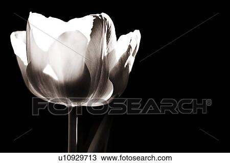 Stock Image - Tulip. Fotosearch