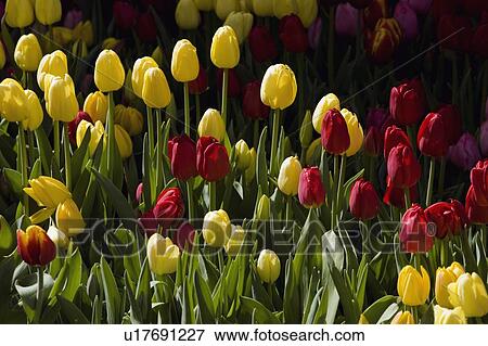 Stock Photo - Tulips. Fotosearch