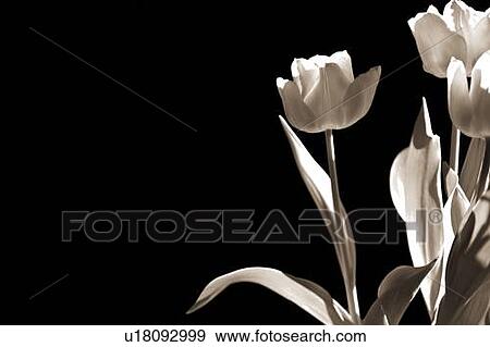 Tulips View Large Photo Image Stock Photo - Tulips. Fotosearch