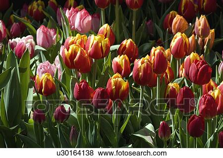 Stock Photo - Tulips. Fotosearch